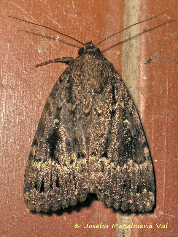 Amphipyra berbera - Noctuidae